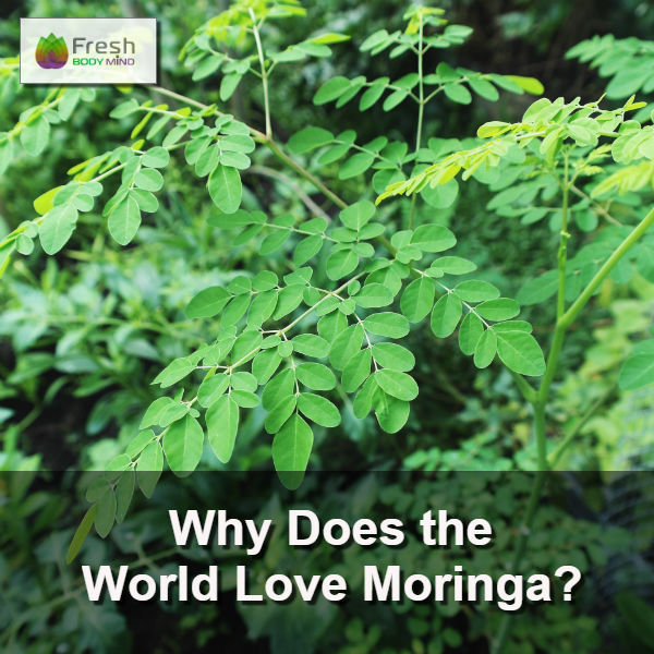 THE WORLD'S LOVE AFFAIR WITH MORINGA